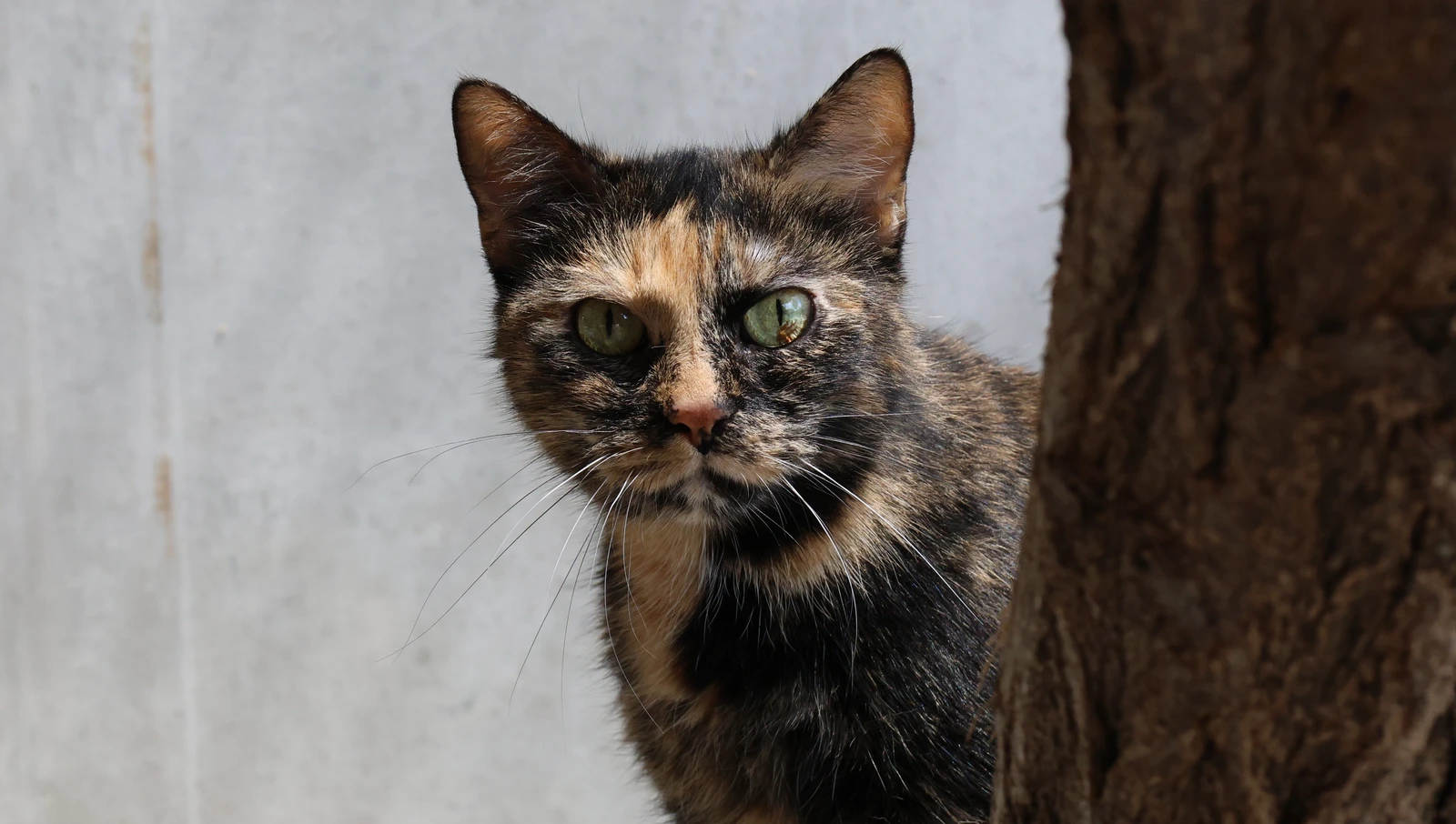Katze Lexa, Portraitfoto