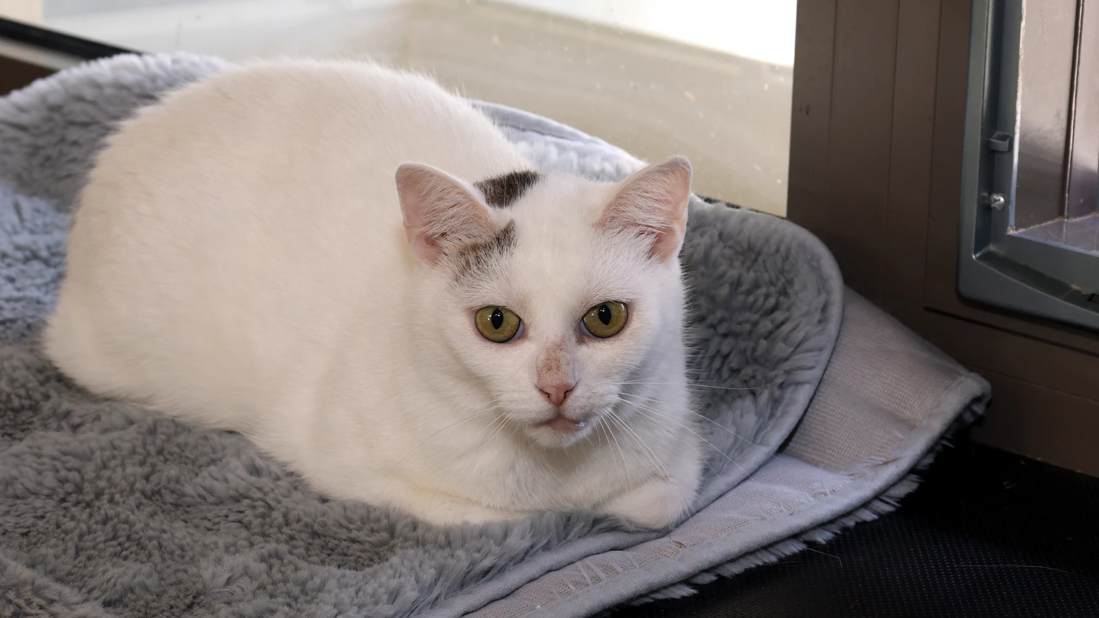 Katze Mimi