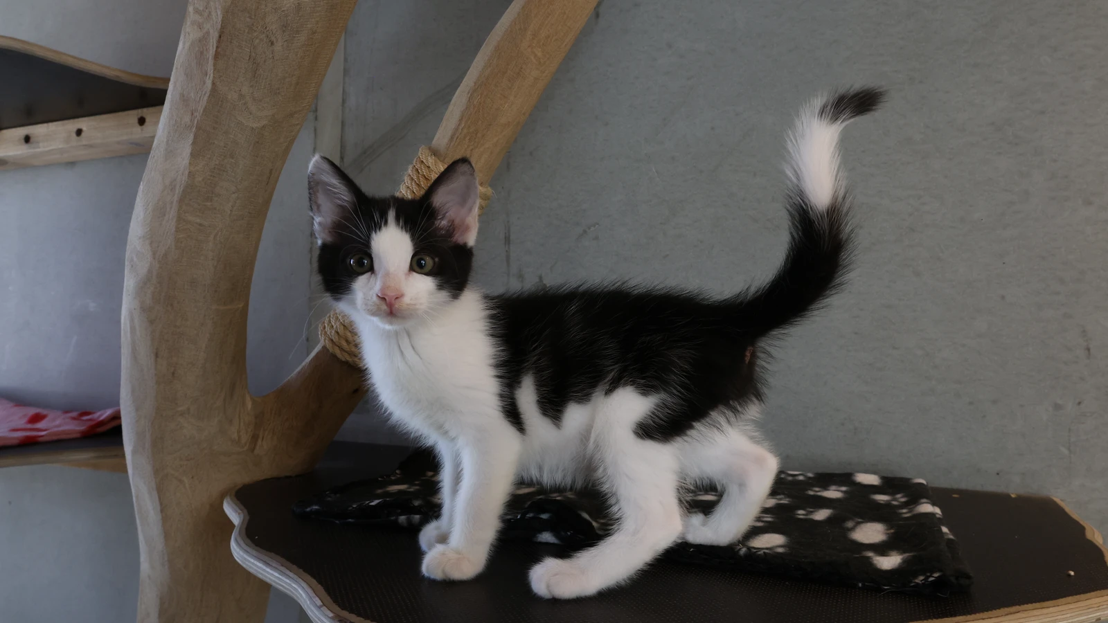schwarz weißer Kater