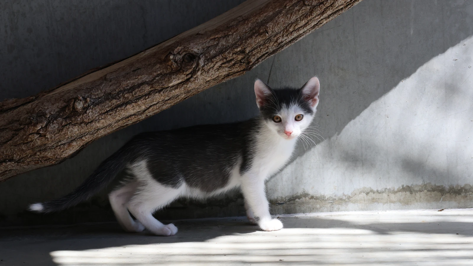 grau weißer Kater