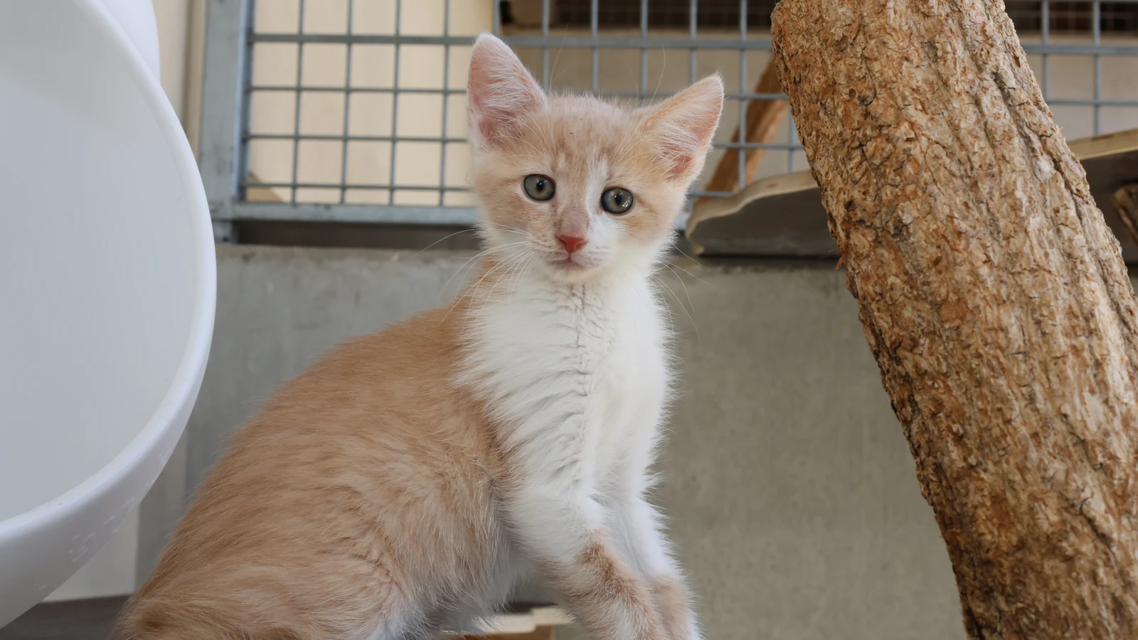 rot weißer kater