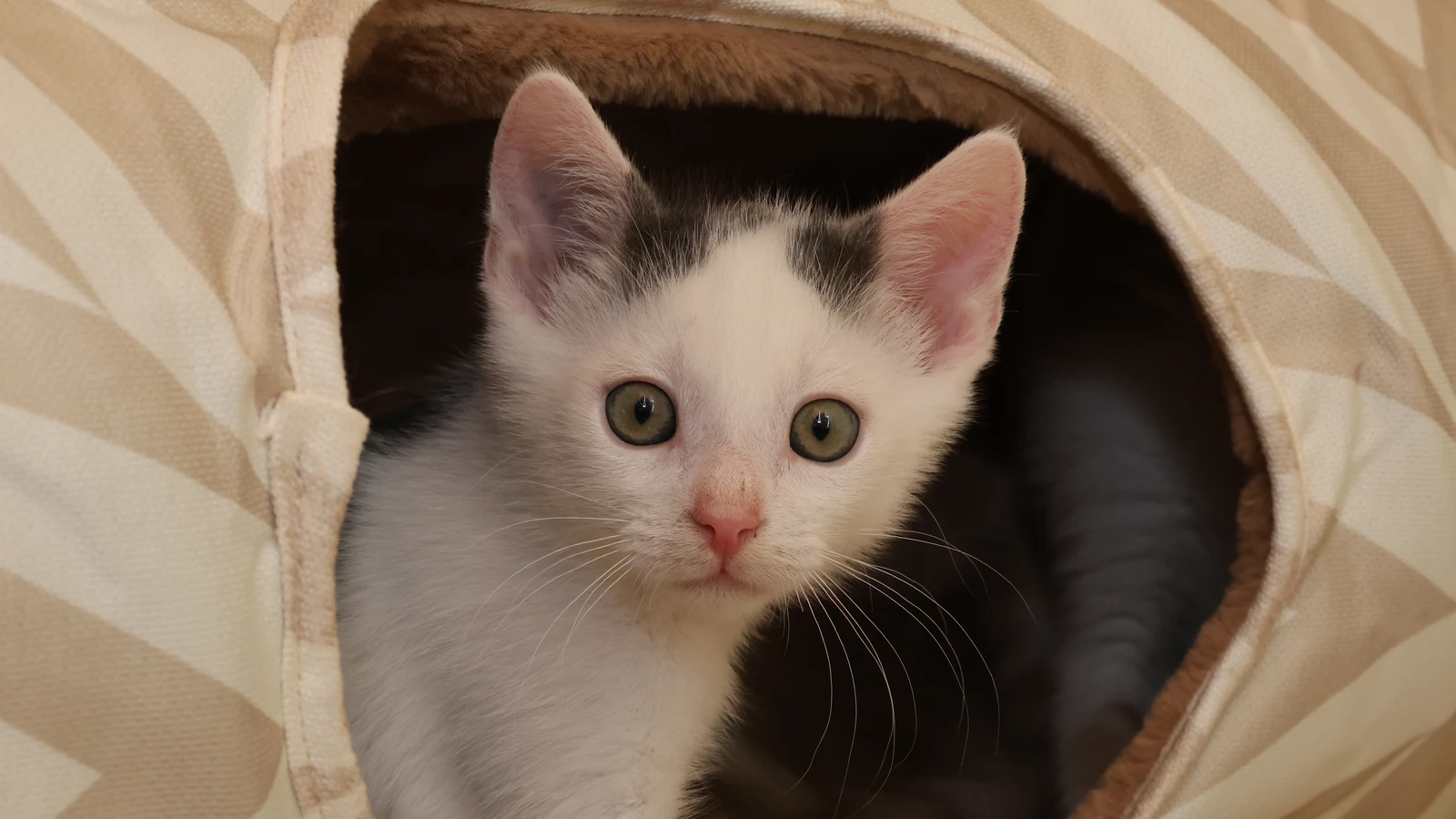 grau weißer Kater