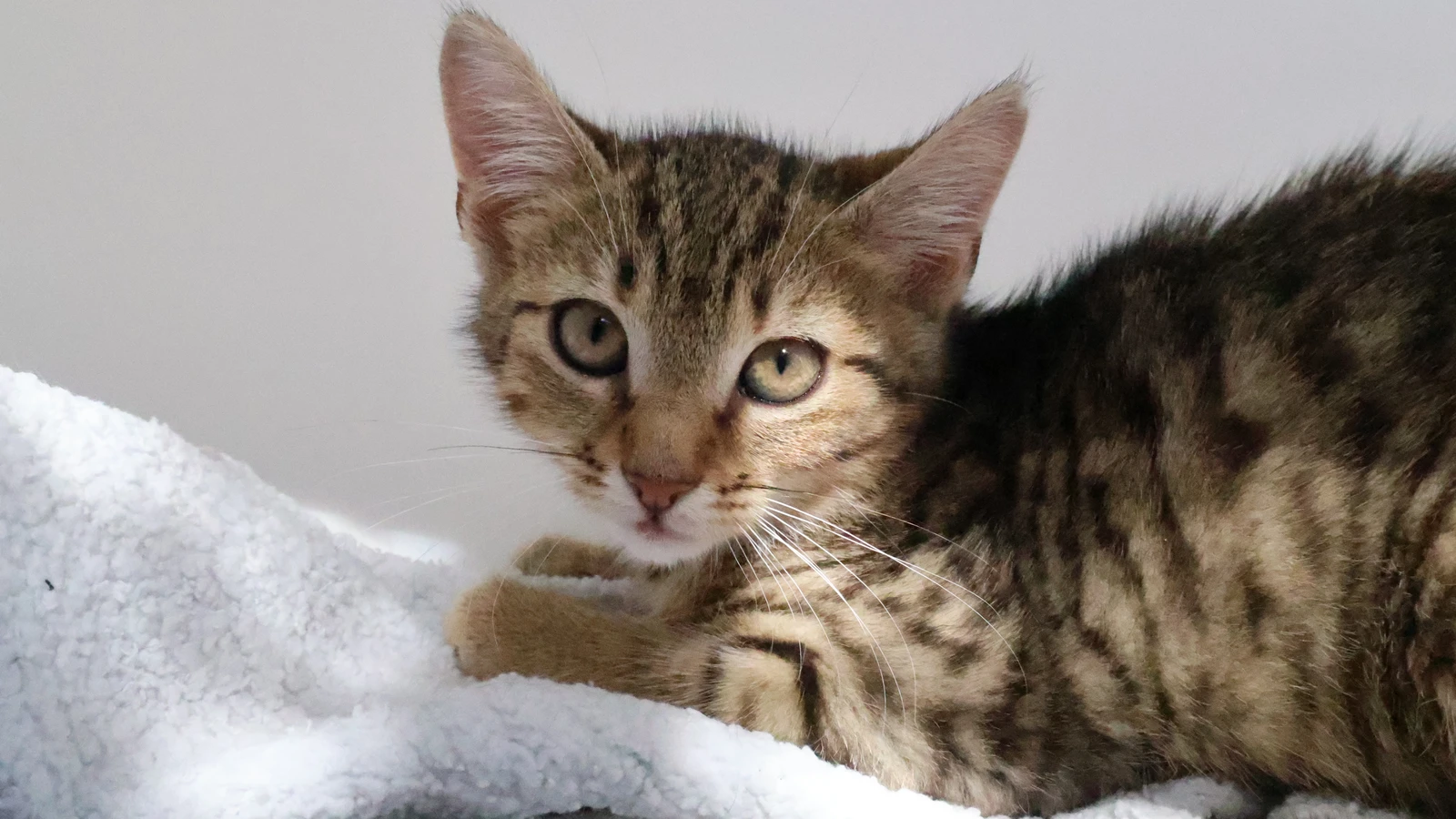 braun getigert kater