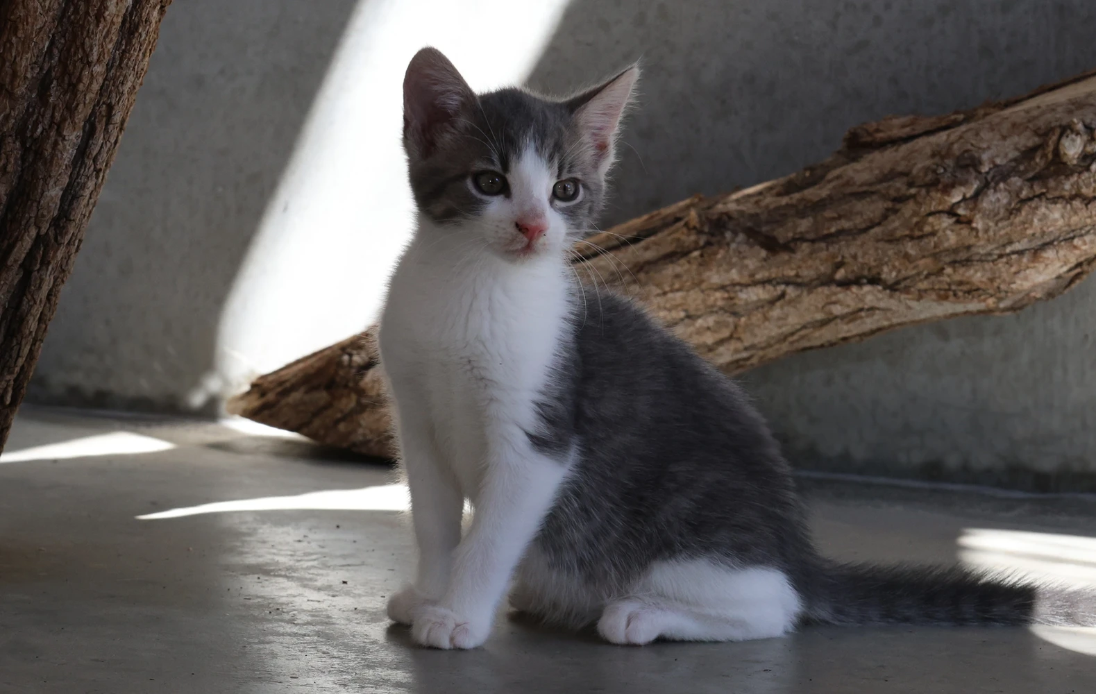 Katze Leona