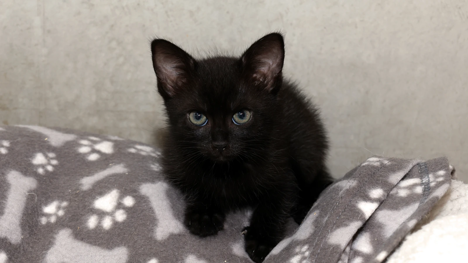 Katze Sabine