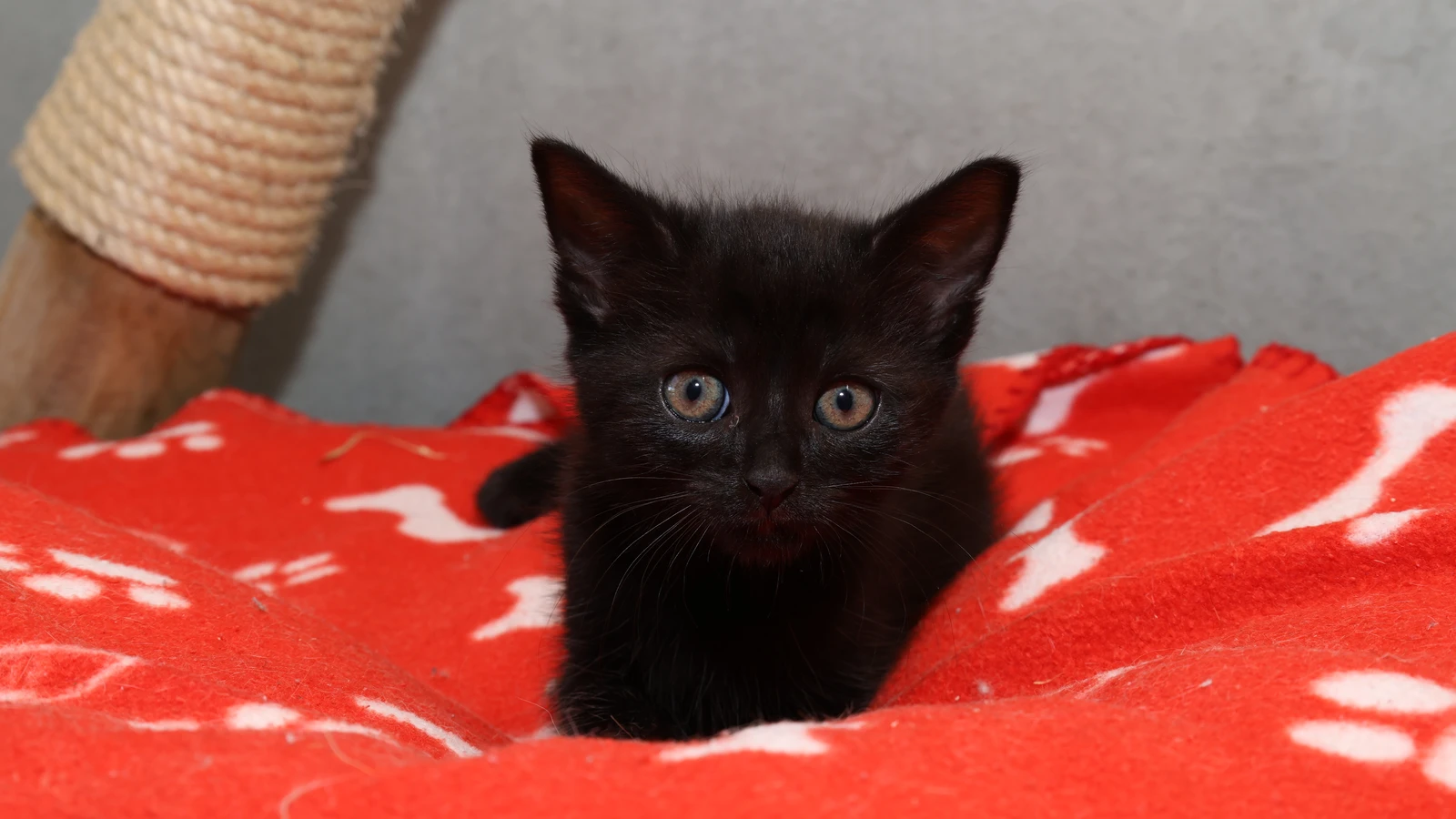 schwarze Kätzin