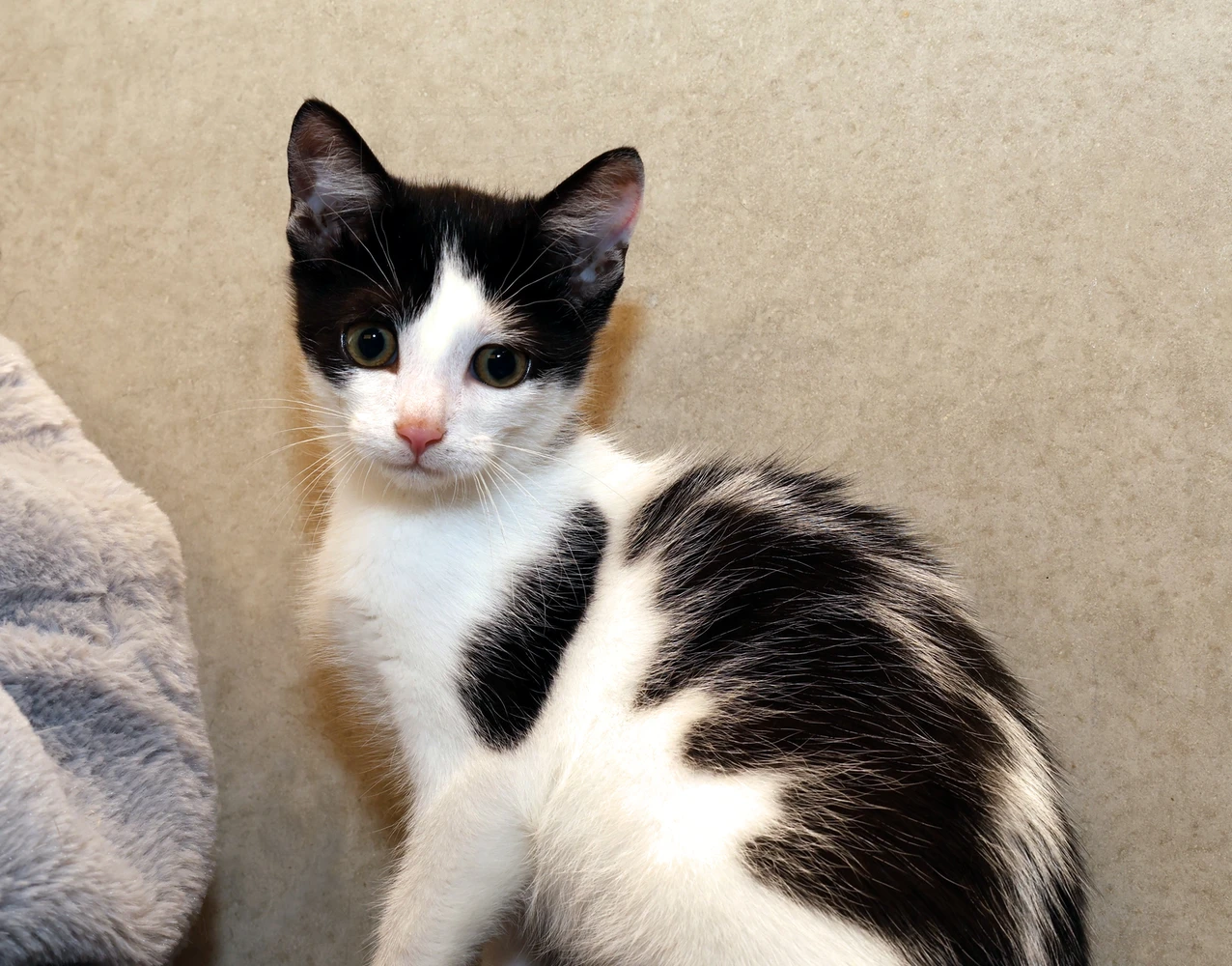 Kater Schlumpf