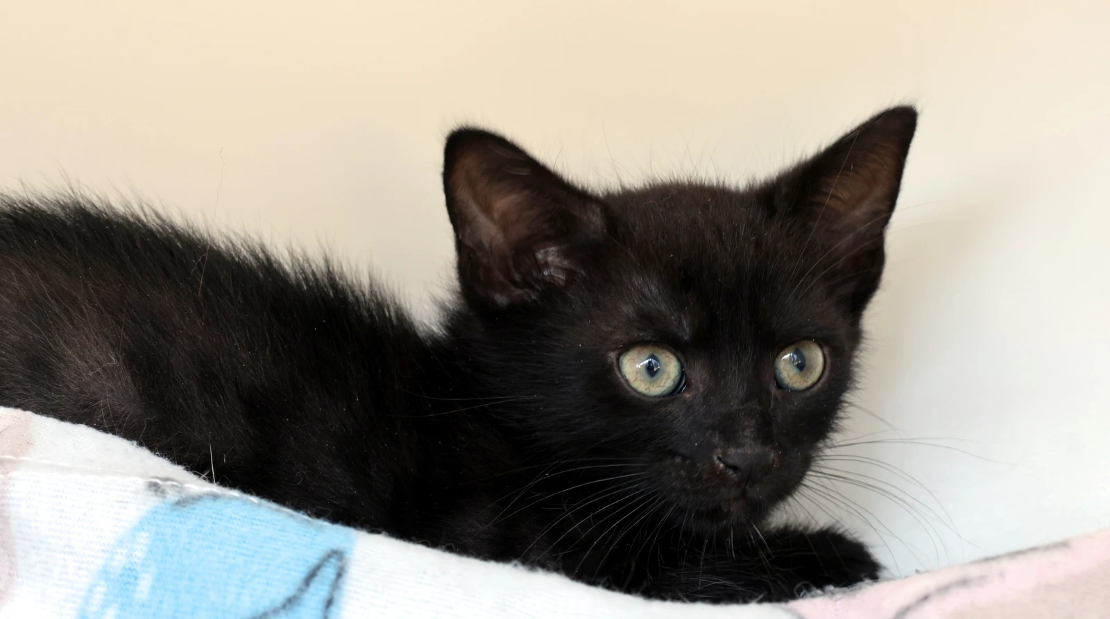 Kater Sebastian