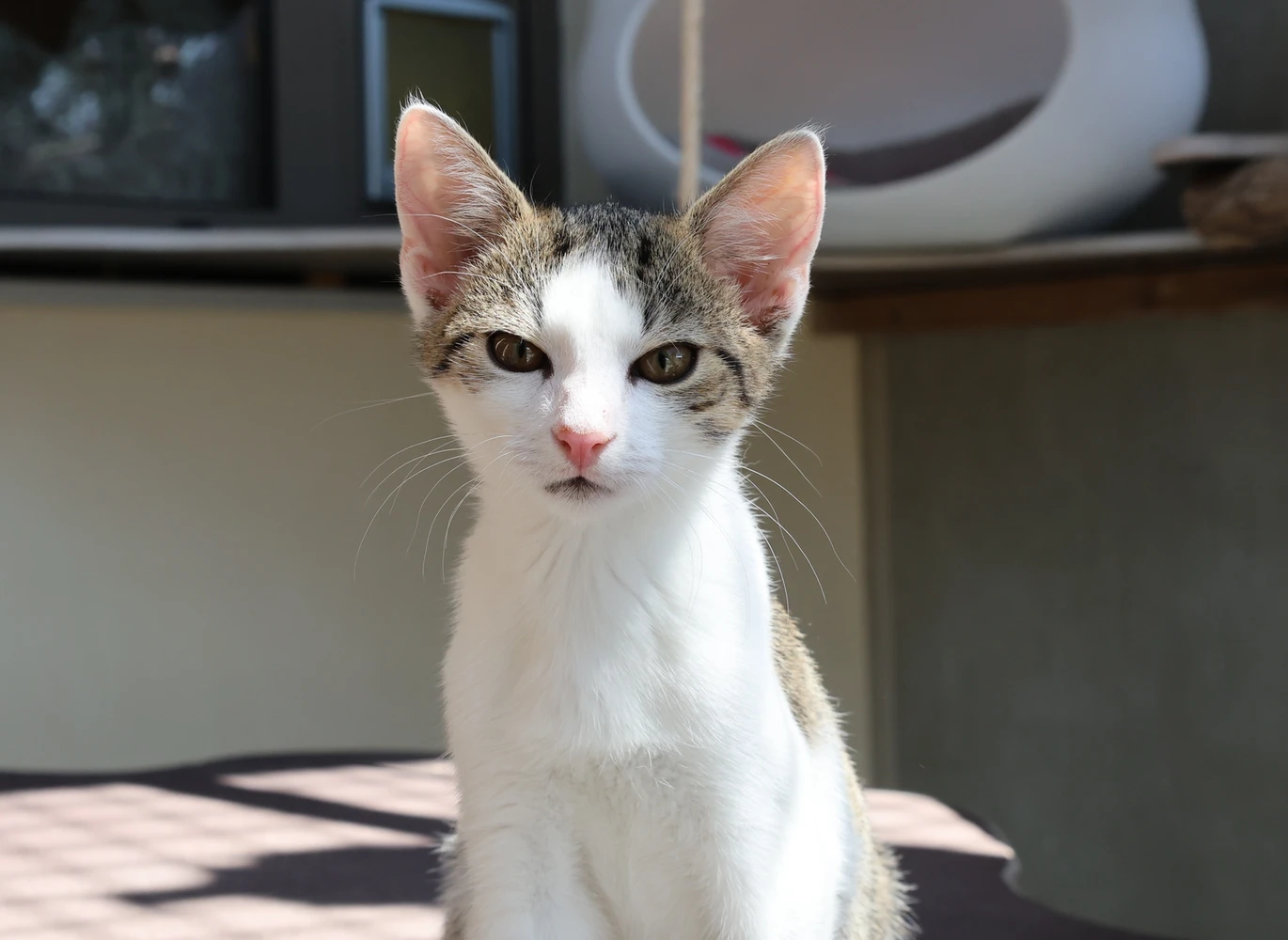 Katze Carmen