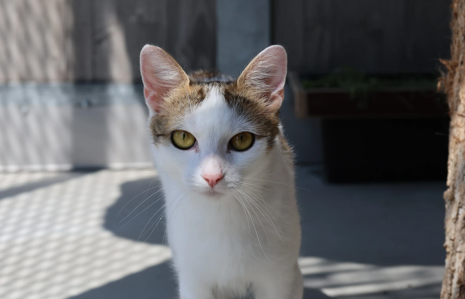 Brunhilda, Katze
