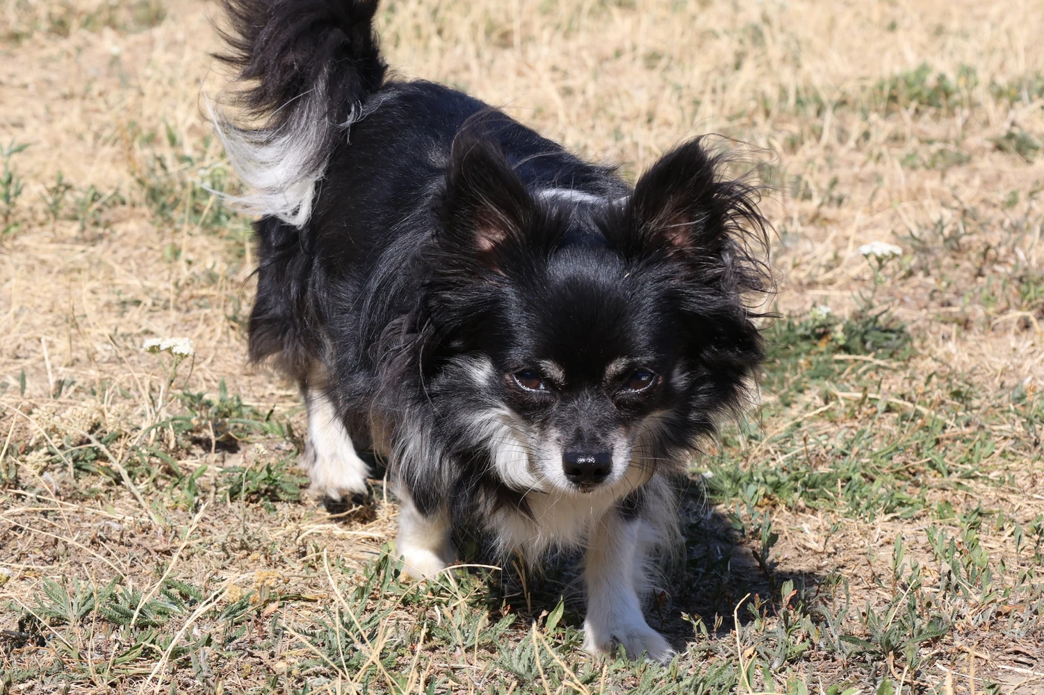 Hund Moritz