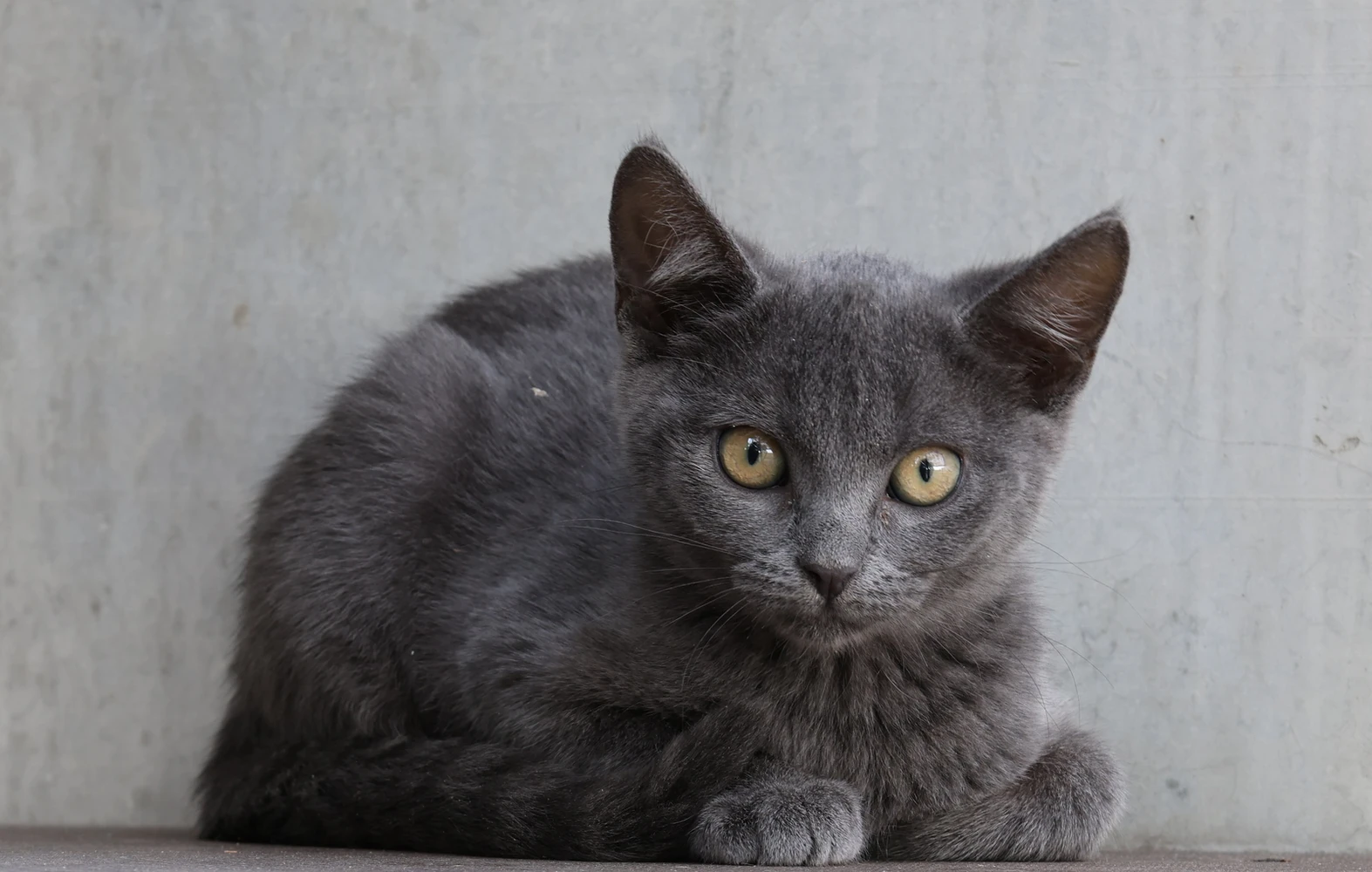 Lotte, Katze