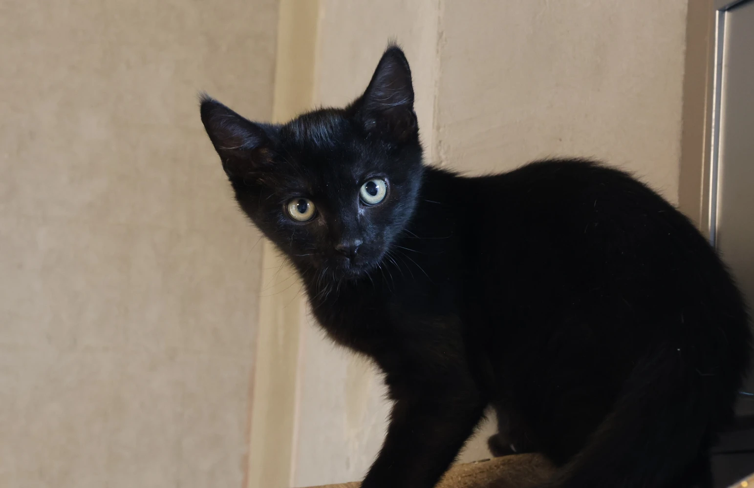 Leonidas, Kater