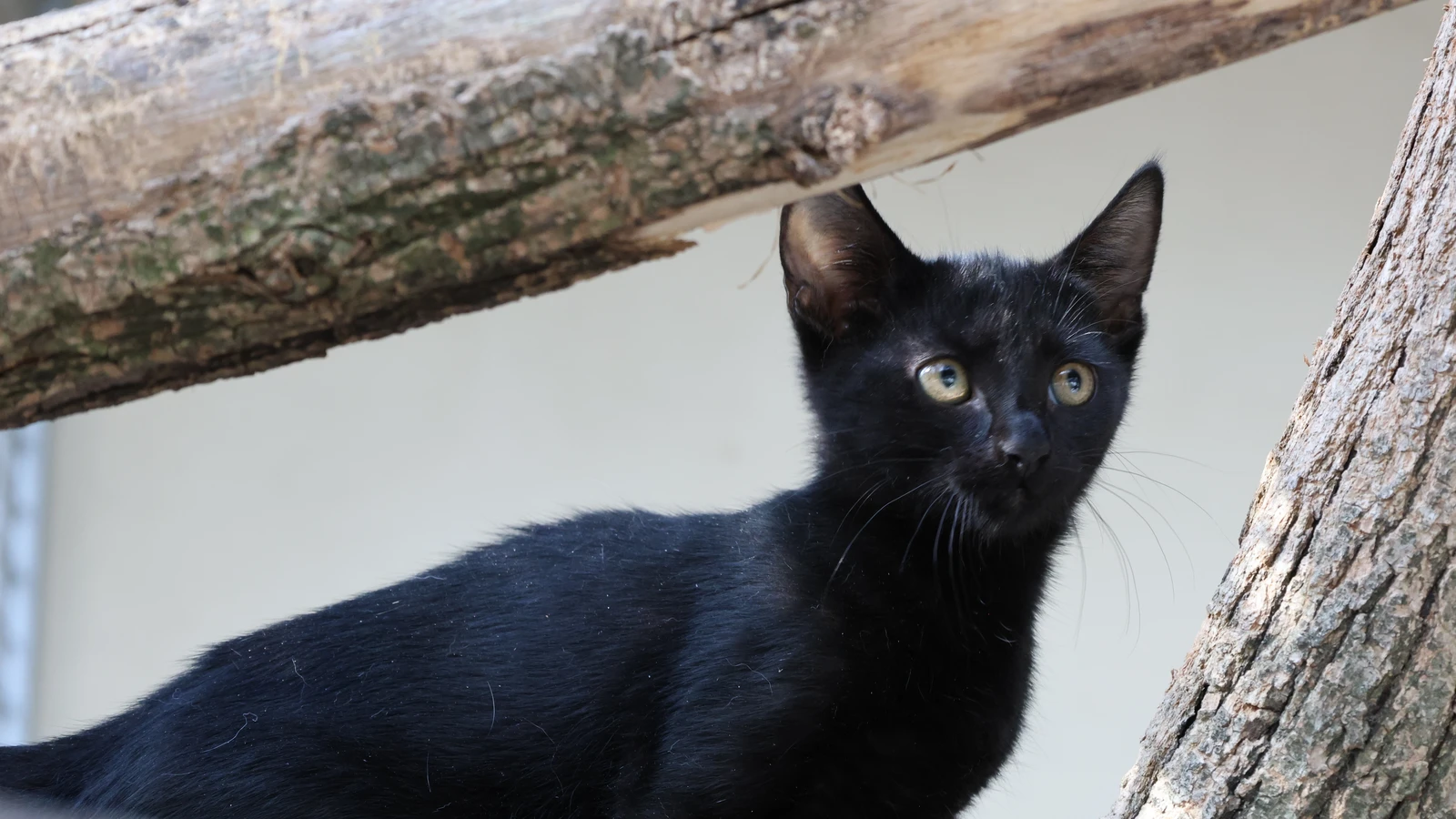 schwarzer Kater