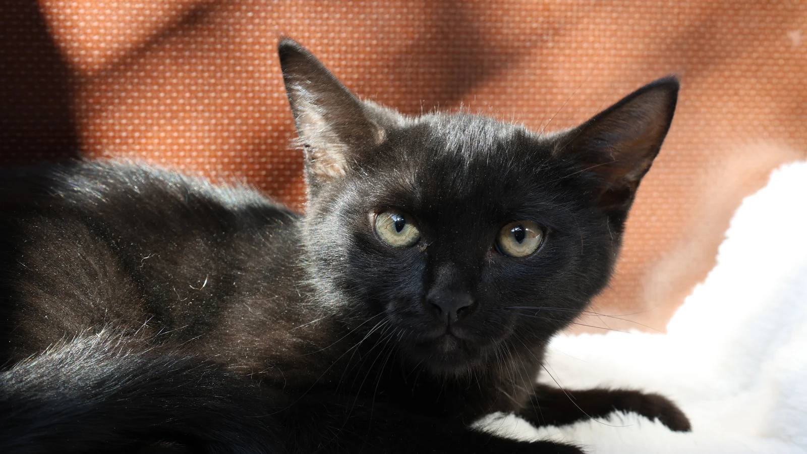 schwarzer Kater
