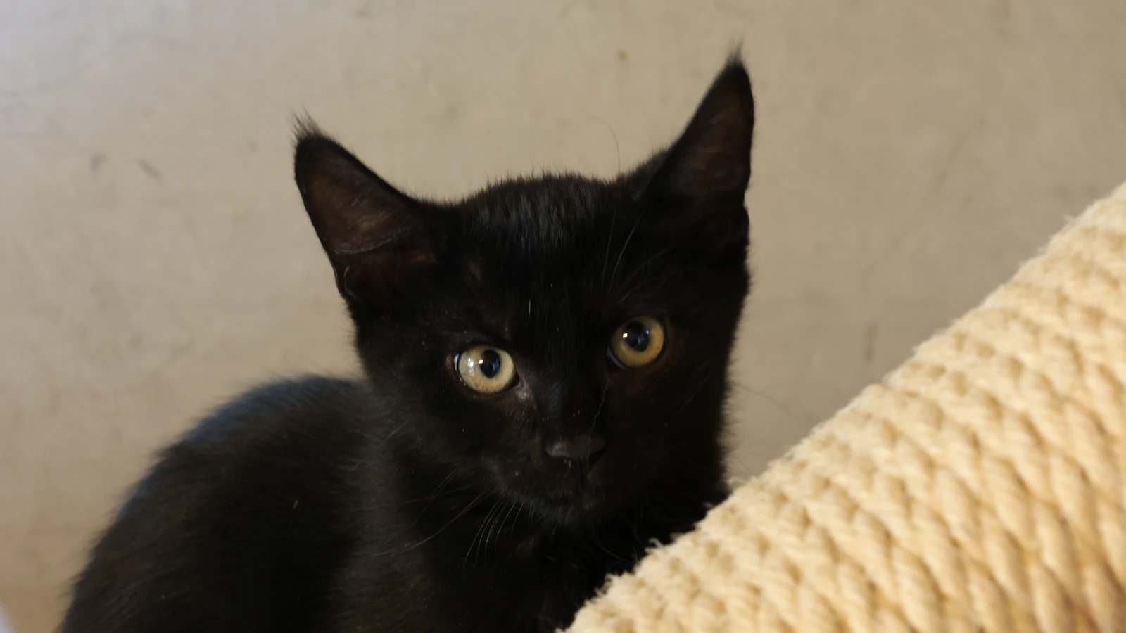 schwarzer Kater
