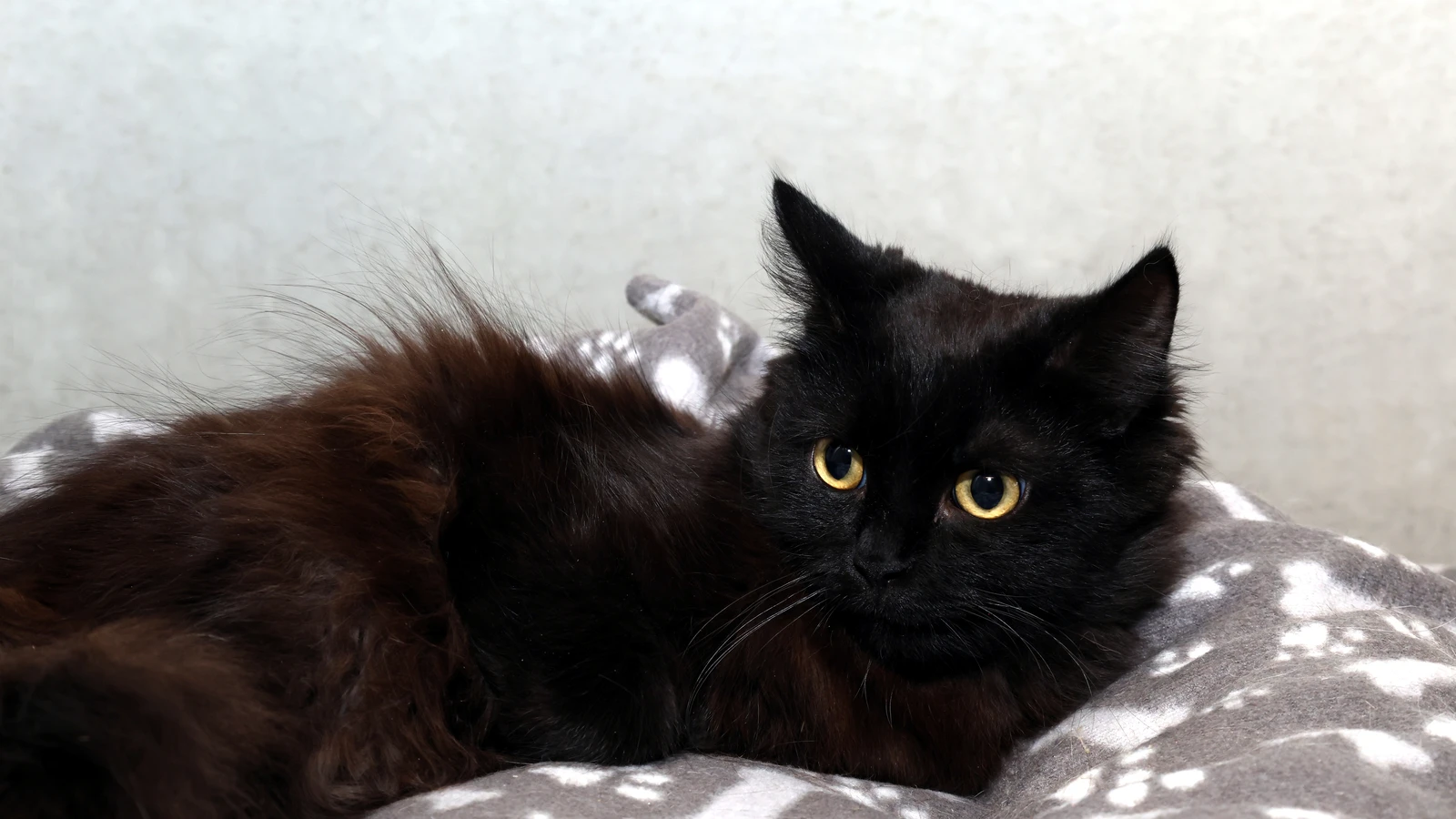 Sanja, Katze