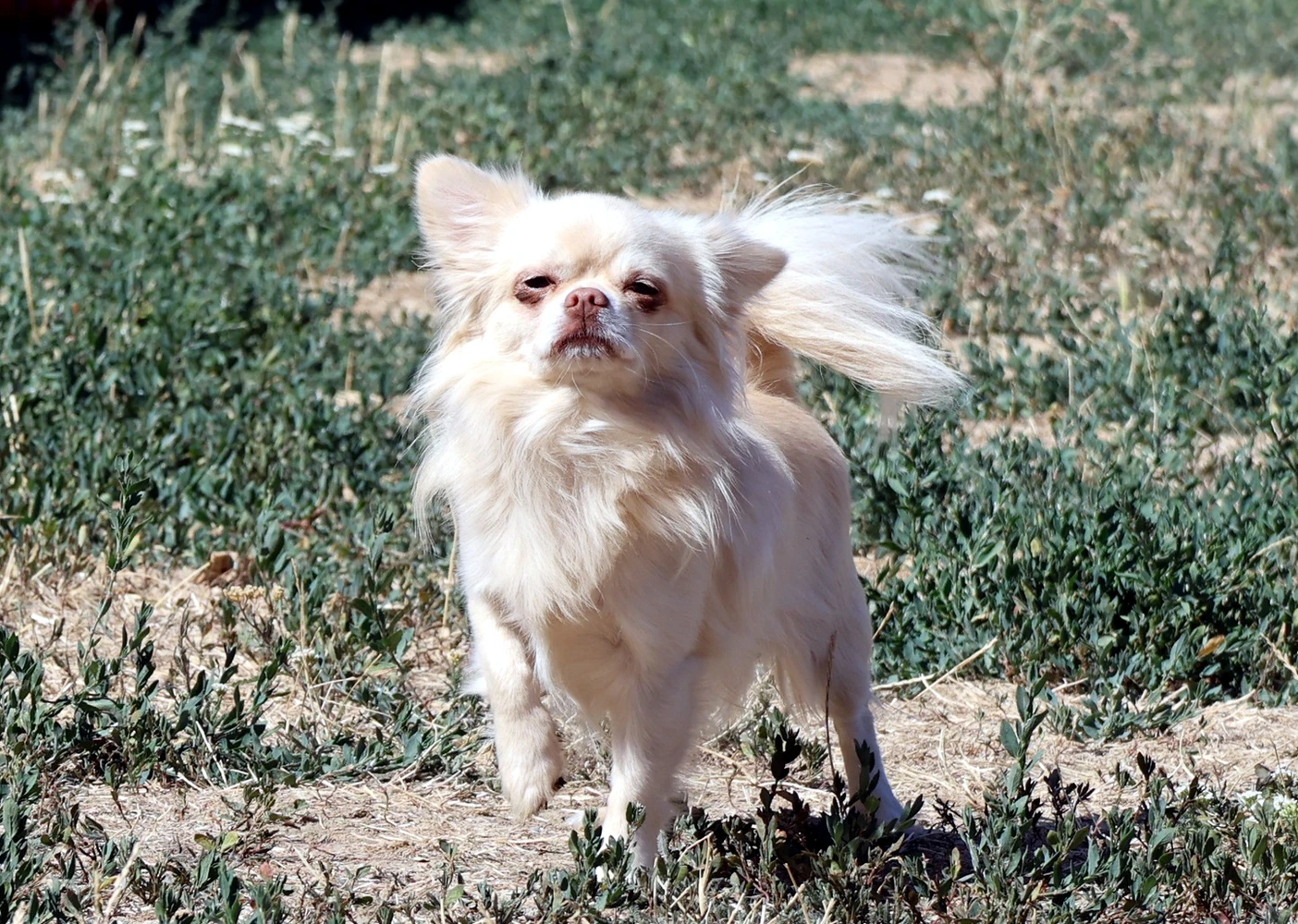 Hund Johnny