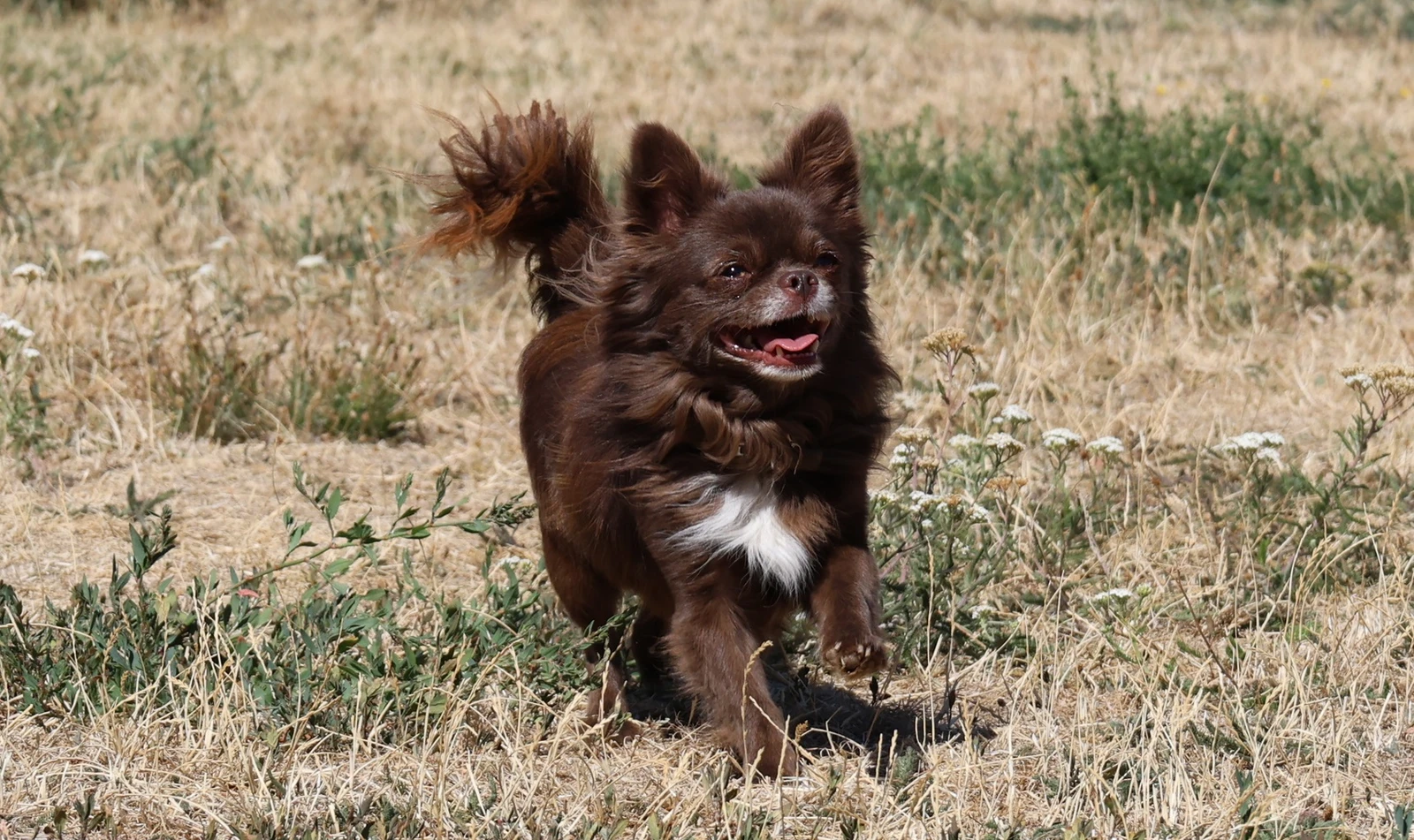 Hector, Hund