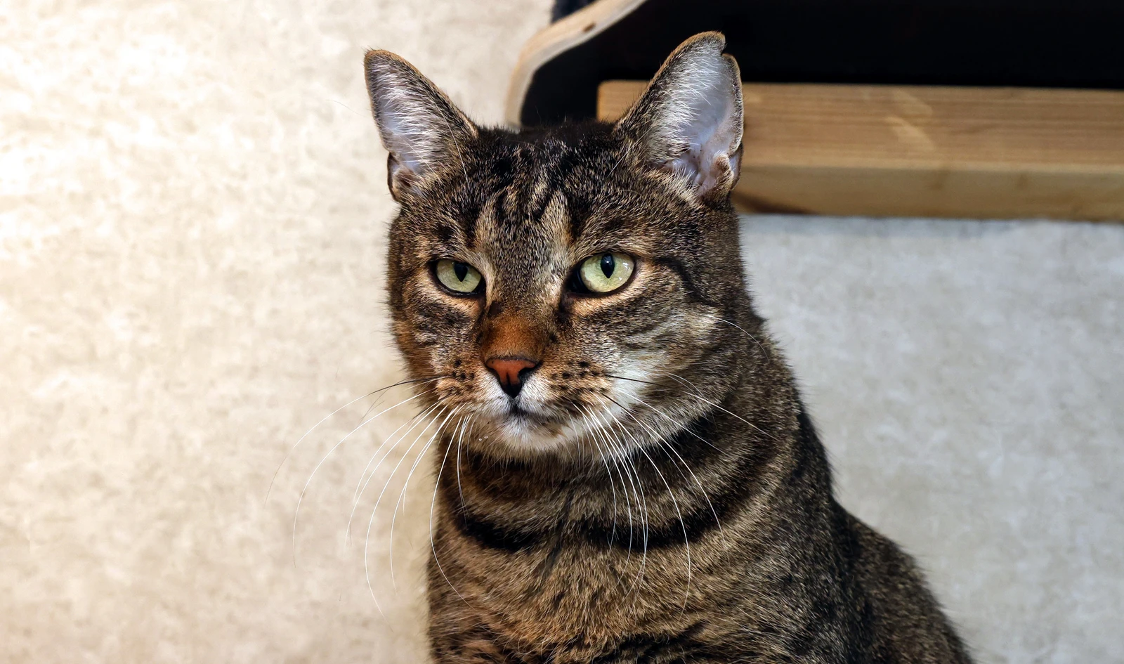 Maxi, Kater
