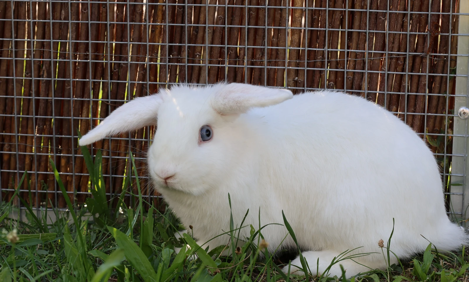 Naseweiß, Kaninchen