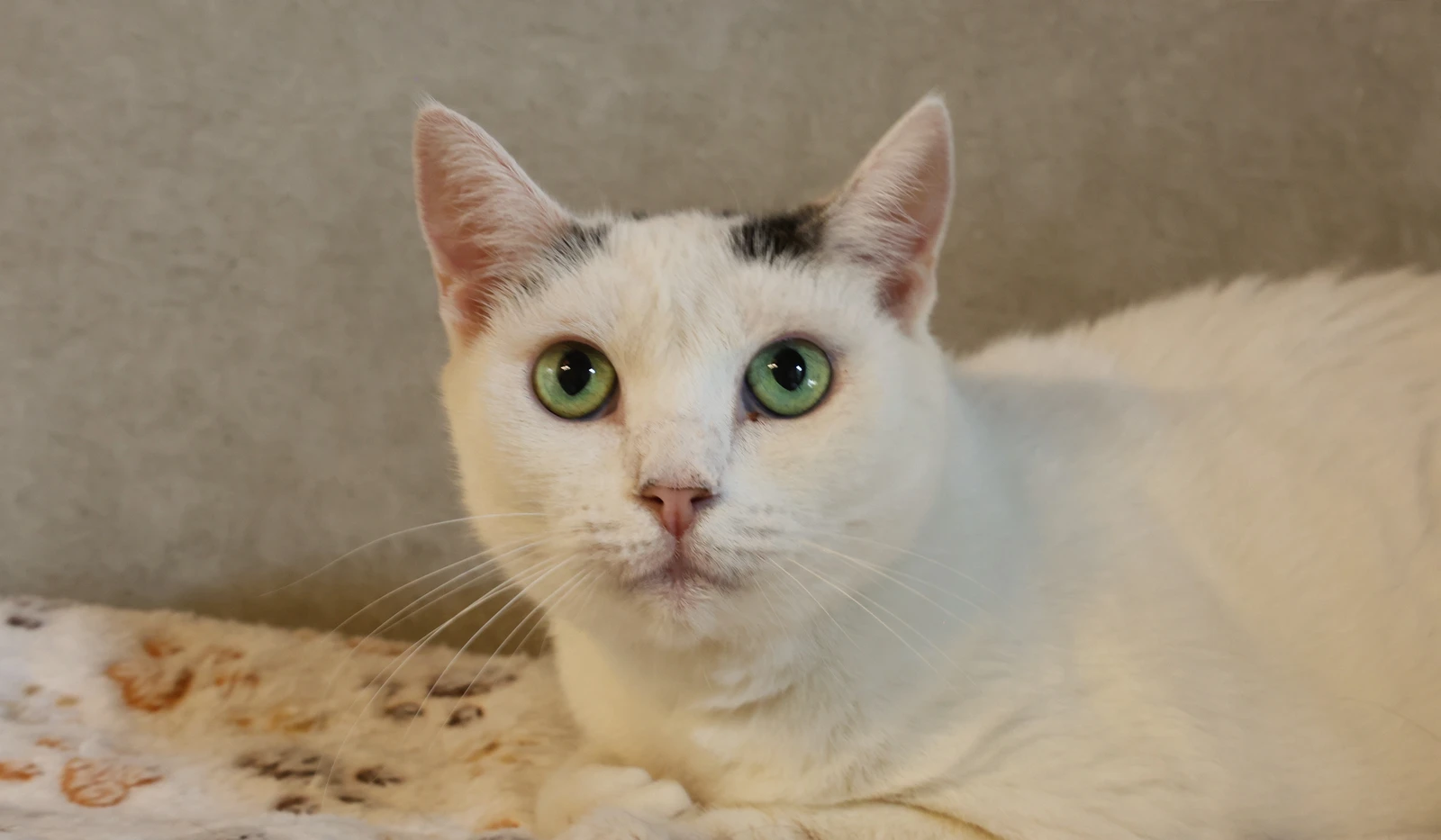 Maxine, Katze
