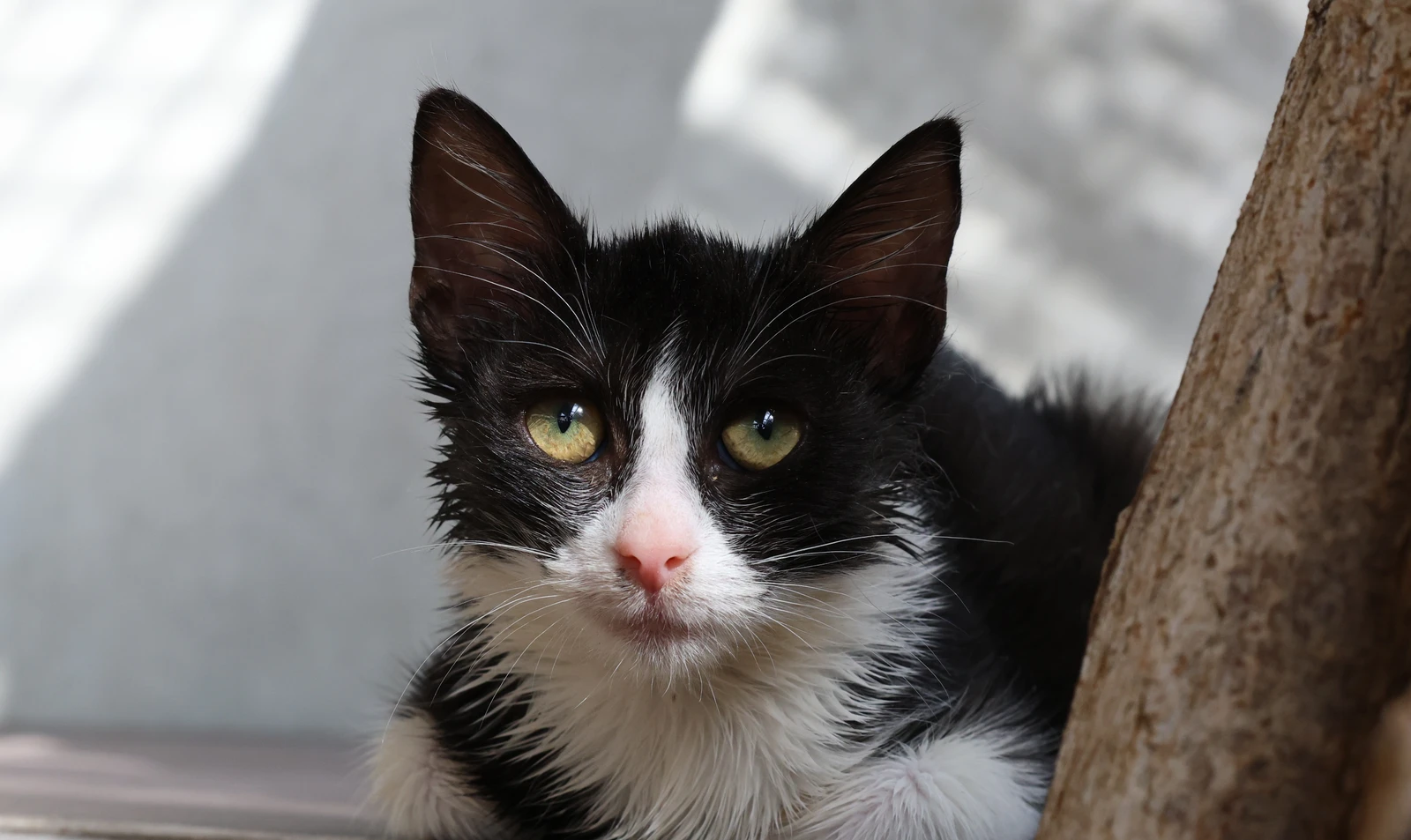 Tilda, Katze
