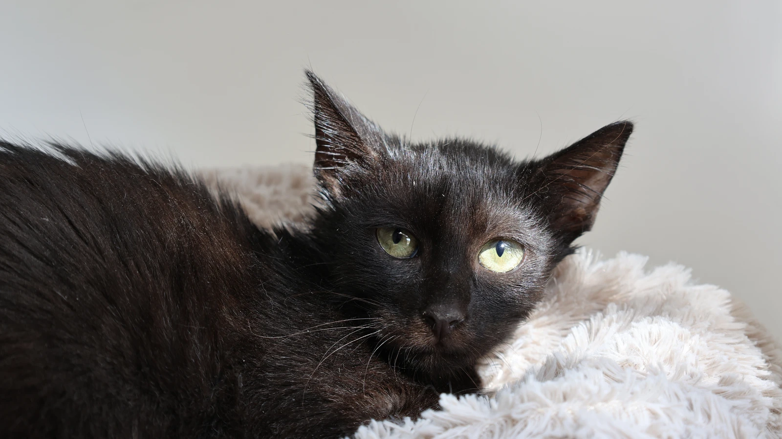 Titus, Kater