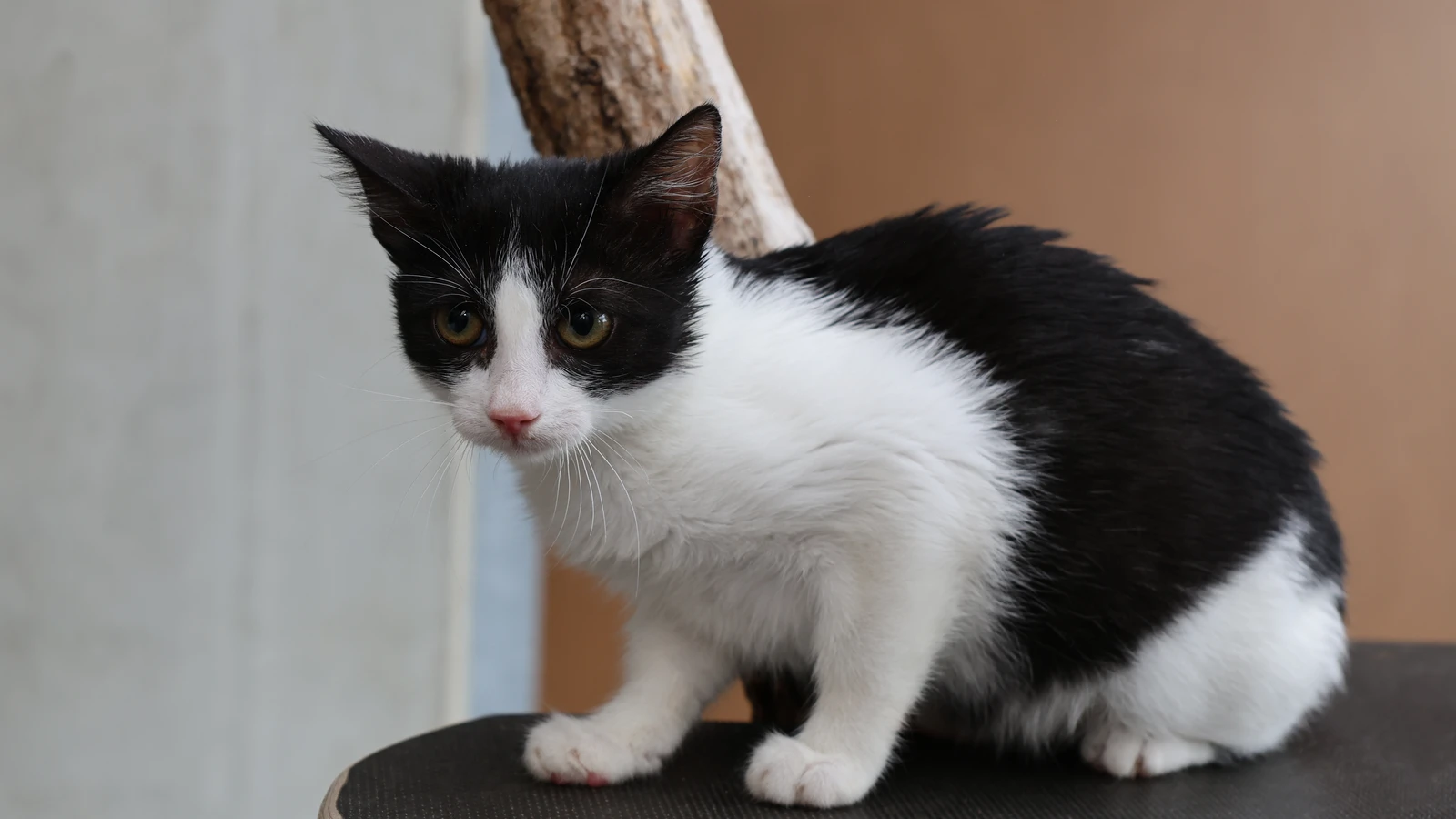 Katze Talea
