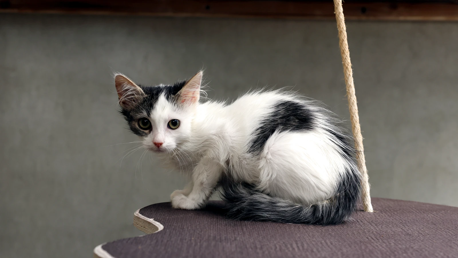 Thilo, Kater