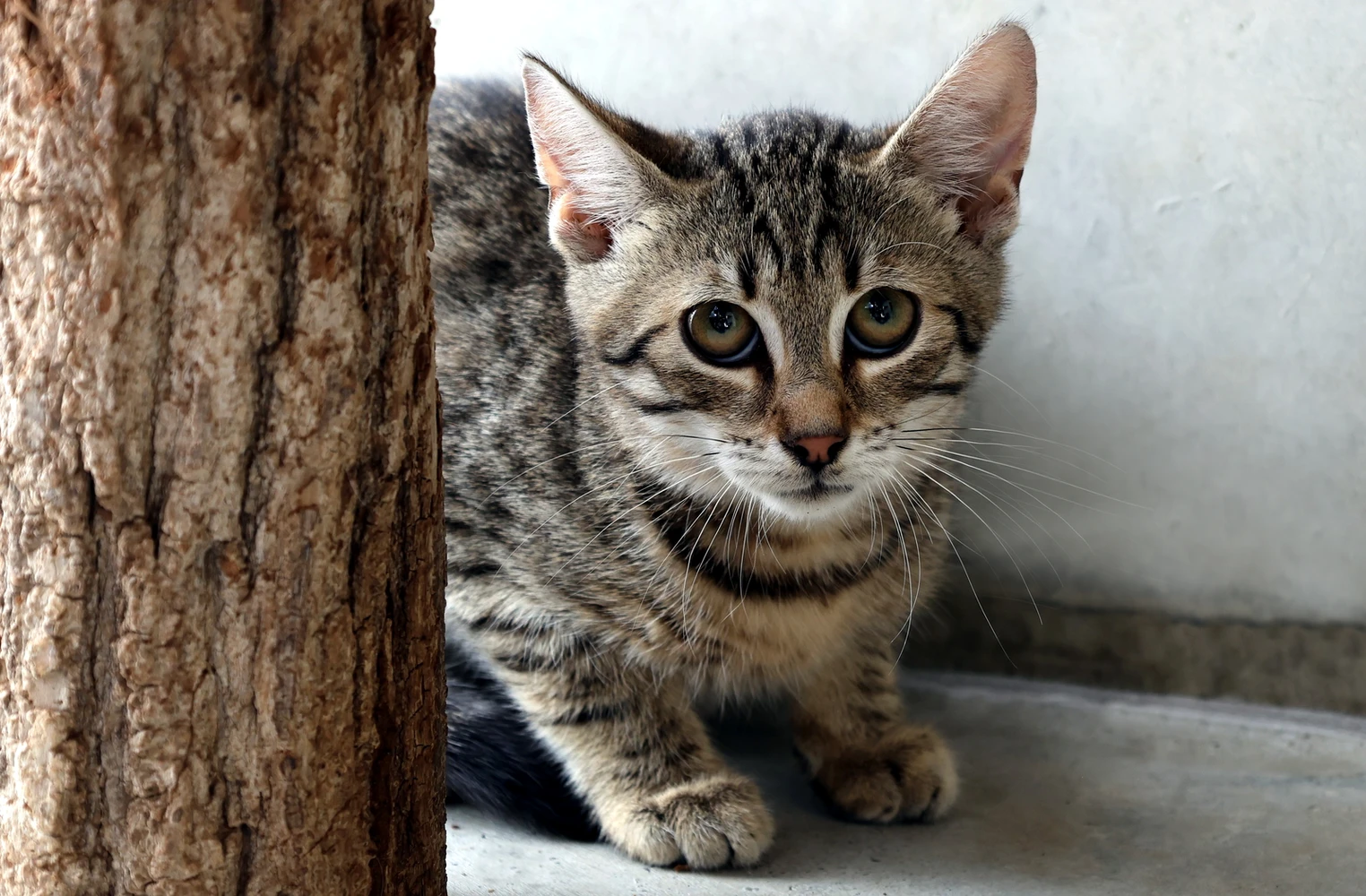Orlando, Kater