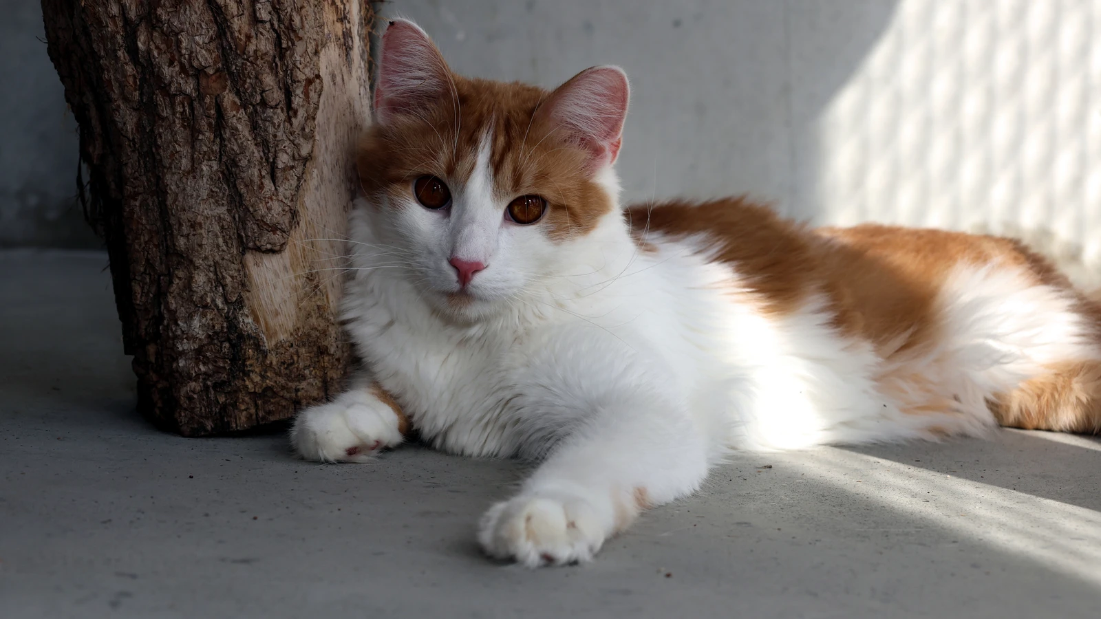 Kater Pumuckl