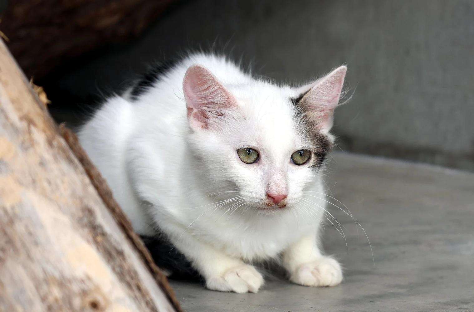 Kater Oleg
