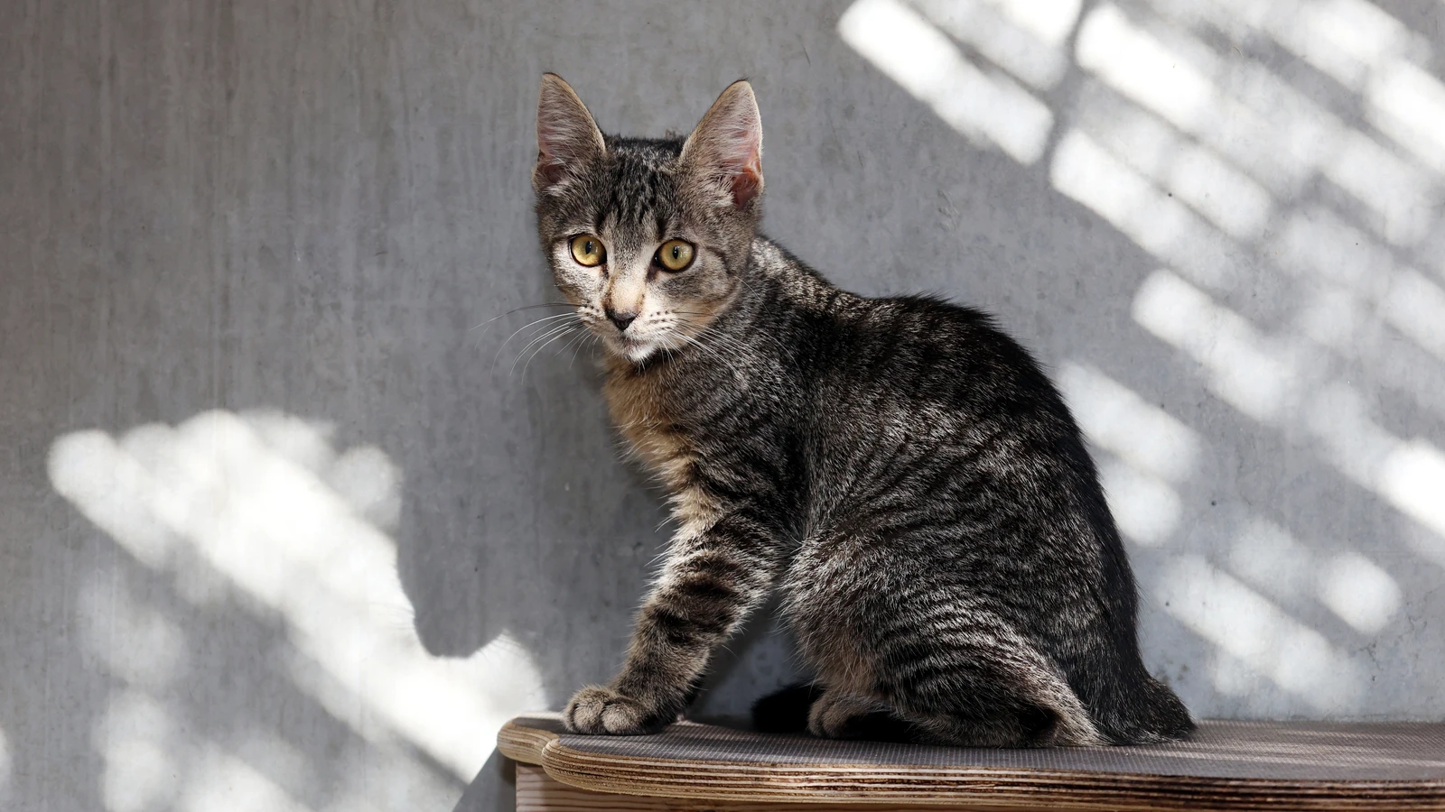 Kater Orion