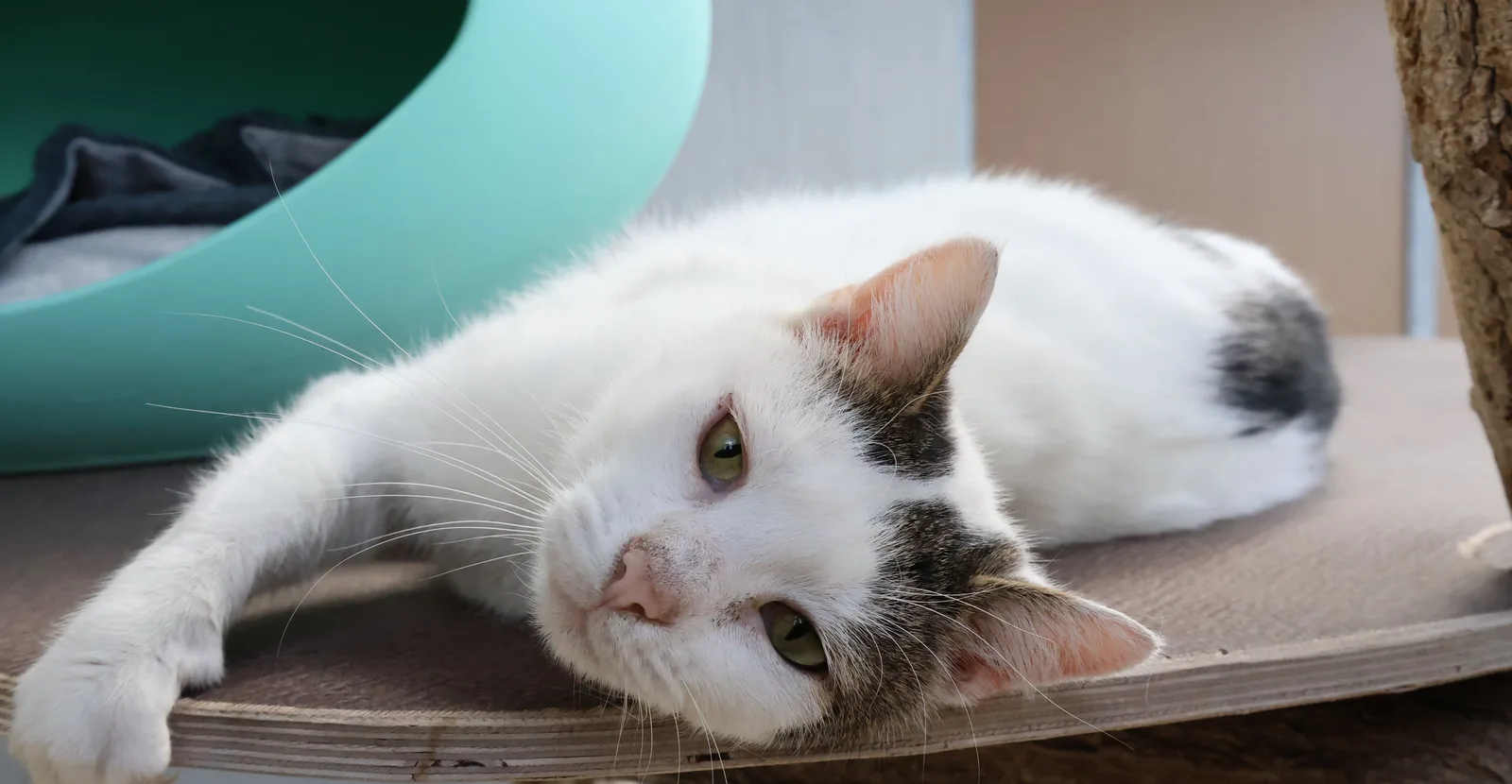Suza, Katze