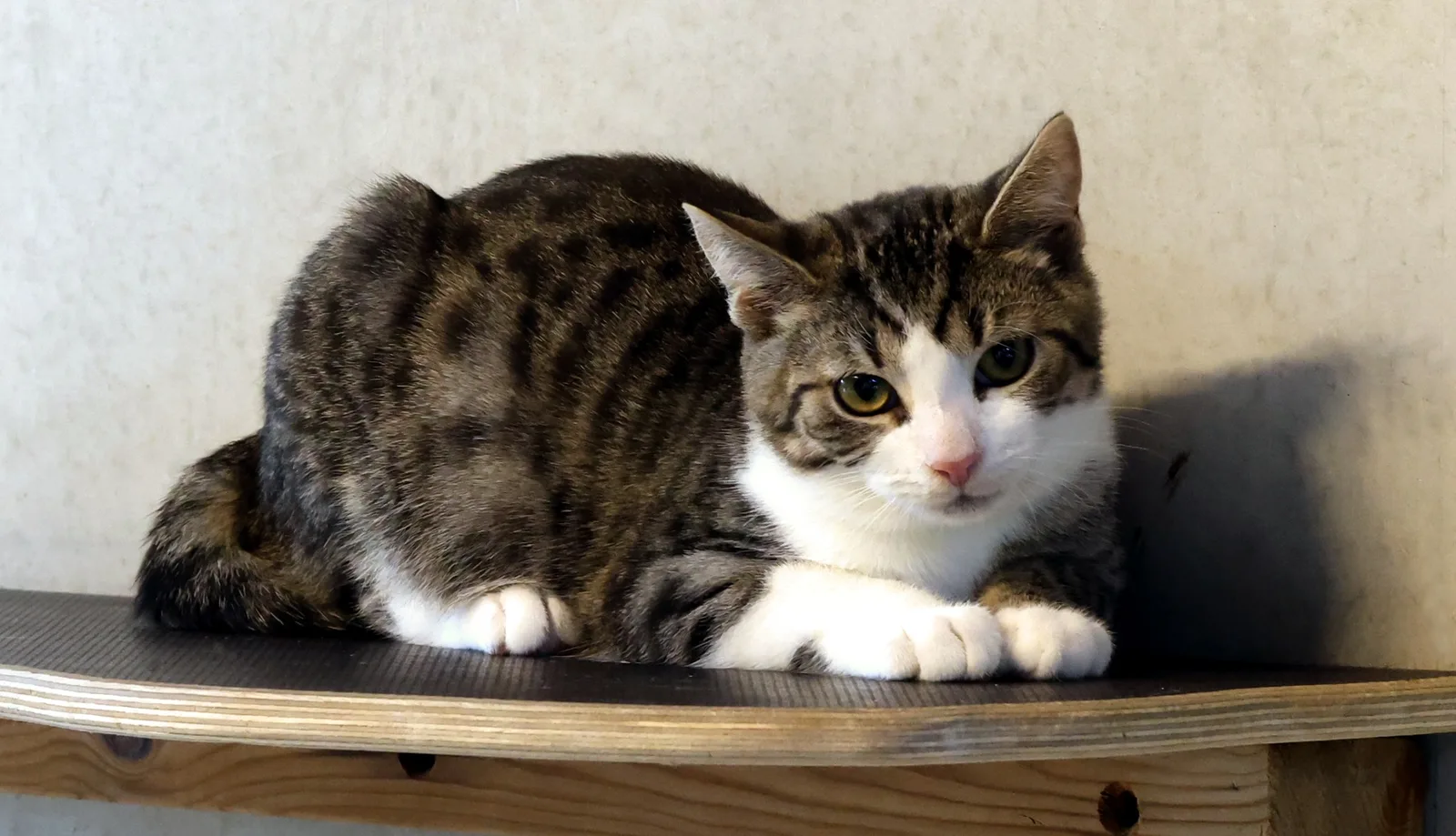 Oliver
