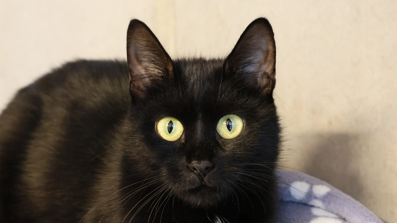 schwarze Kätzin