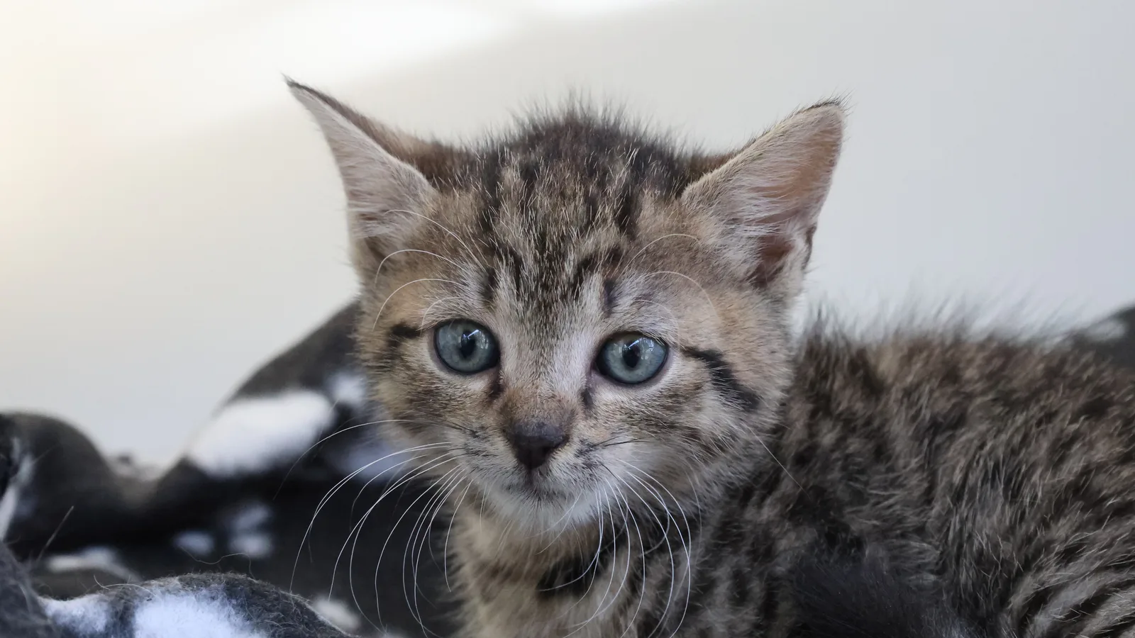 braun getigerter Kater