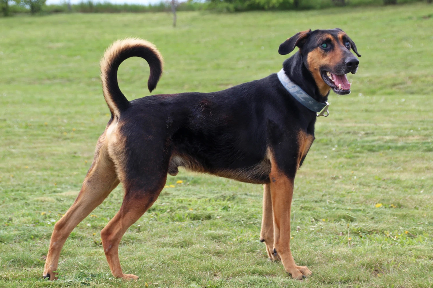 Woodruff Dobermann Mischling